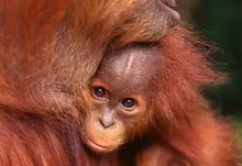 nature animals baby animals orangutans 1920x1200 wallpaper Art HD Wallpaper